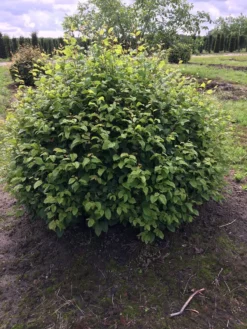 Haagbeuk Als Bolvorm (Carpinus Betulus) -Planten Verkoopwinkel carpinus betulus 140 cm breed bol drkl 2