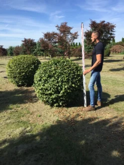 Haagbeuk Als Bolvorm (Carpinus Betulus) -Planten Verkoopwinkel carpinus betulus 160 cm breed bol drkl 1