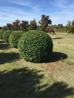 Haagbeuk Als Bolvorm (Carpinus Betulus) -Planten Verkoopwinkel carpinus betulus 160 cm breed bol drkl 2