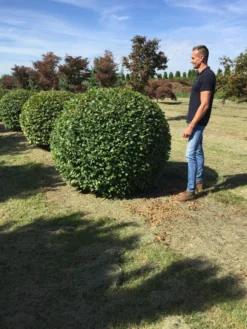 Haagbeuk Als Bolvorm (Carpinus Betulus) -Planten Verkoopwinkel carpinus betulus 160 cm breed bol drkl 3
