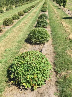 Haagbeuk Als Bolvorm (Carpinus Betulus) -Planten Verkoopwinkel carpinus betulus 80 cm breed bol drkl 1