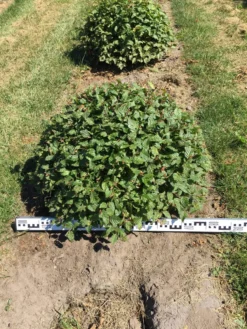 Haagbeuk Als Bolvorm (Carpinus Betulus) -Planten Verkoopwinkel carpinus betulus 80 cm breed bol drkl 2