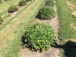 Haagbeuk Als Bolvorm (Carpinus Betulus) -Planten Verkoopwinkel carpinus betulus 80 cm breed bol drkl 3