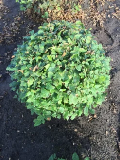 Haagbeuk Als Bolvorm (Carpinus Betulus) -Planten Verkoopwinkel carpinus betulus 90 cm breed bol drkl 1