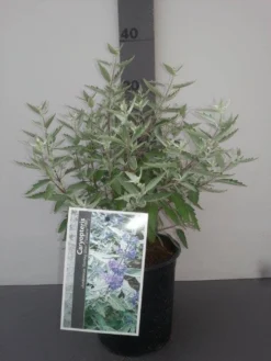Caryopteris (Caryopteris X Clandonensis 'Sterling Silver') -Planten Verkoopwinkel caryopteris cl. sterling silver 2