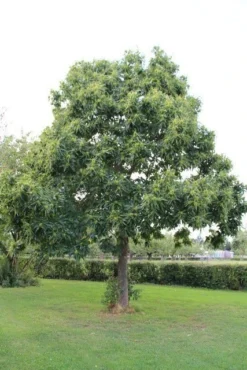 Tamme Kastanje (Castanea Sativa) -Planten Verkoopwinkel castanea sativa tamme kastanje 2