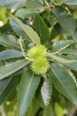 Tamme Kastanje (Castanea Sativa) -Planten Verkoopwinkel castanea sativa tamme kastanje 4