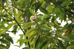 Tamme Kastanje (Castanea Sativa) -Planten Verkoopwinkel castanea sativa tamme kastanje 6