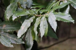 Tamme Kastanje (Castanea Sativa) -Planten Verkoopwinkel castanea sativa tamme kastanje 8