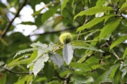 Tamme Kastanje (Castanea Sativa) -Planten Verkoopwinkel castanea sativa tamme kastanje 9