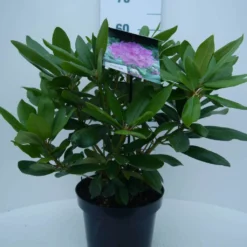 Rhododendron (Rhododendron Catawbiense 'Boursault') -Planten Verkoopwinkel cat. boursalt c5 voor