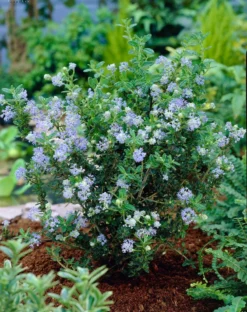 Amerikaanse Sering (Ceanothus 'Puget Blue')