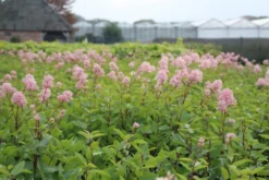 Amerikaanse Sering (Ceanothus 'Marie Simon') -Planten Verkoopwinkel ceanothus marie simon 1