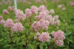 Amerikaanse Sering (Ceanothus 'Marie Simon') -Planten Verkoopwinkel ceanothus marie simon 3