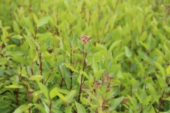 Amerikaanse Sering (Ceanothus 'Marie Simon') -Planten Verkoopwinkel ceanothus pallidus marie simon 3