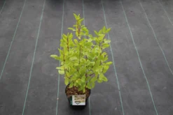 Amerikaanse Sering (Ceanothus 'Marie Simon') -Planten Verkoopwinkel ceanothus pallidus marie simon 4