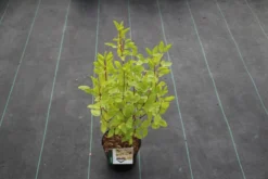 Amerikaanse Sering (Ceanothus 'Marie Simon') -Planten Verkoopwinkel ceanothus pallidus marie simon 5