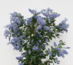 Amerikaanse Sering (Ceanothus Arboreus 'Trewithen Blue')