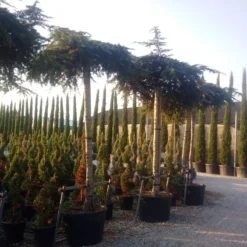 Ceder Als Dakboom (Cedrus Deodara 'Pendula') -Planten Verkoopwinkel cedrus deodara dak 1