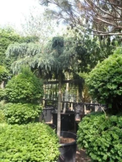 Ceder Als Boom (Cedrus Deodara 'Feelin Blue') -Planten Verkoopwinkel cedrus deodara feelin blue 20 25ho 1