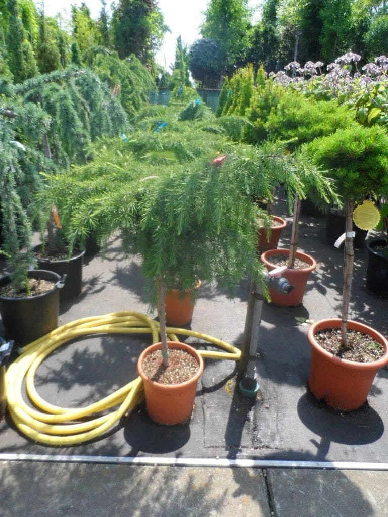 Blauwe Ceder Op Stam (Cedrus Deodara 'Feelin Blue') 2 Blauwe Ceder Op Stam (Cedrus Deodara 'Feelin Blue') - Afbeelding 2