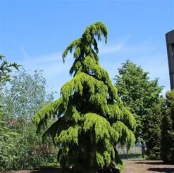 Treurceder (Cedrus Deodara 'Pendula') -Planten Verkoopwinkel cedrus deodara pendula 1