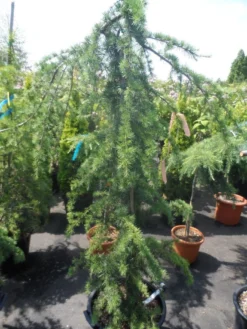 Treurceder (Cedrus Deodara 'Pendula') -Planten Verkoopwinkel cedrus deodara pendula 150 175 c35 1