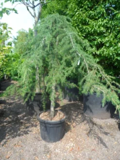 Treurceder (Cedrus Deodara 'Pendula') -Planten Verkoopwinkel cedrus deodara pendula 20 25ho c110