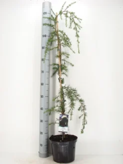 Treurceder (Cedrus Deodara 'Pendula') -Planten Verkoopwinkel cedrus deodara pendula c5 m 1