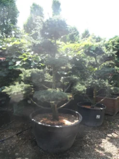 Libanonceder Als Bonsai (Cedrus Libani) -Planten Verkoopwinkel cedrus libani bonsai 180 200 c500