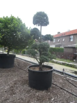 Libanonceder Als Bonsai (Cedrus Libani) -Planten Verkoopwinkel cedrus libani bonsai c750 5