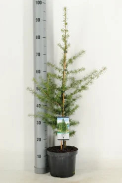 Libanonceder (Cedrus Libani) -Planten Verkoopwinkel cedrus libani c3 m 1