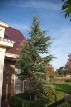 Atlasceder (Cedrus Libani 'Glauca') -Planten Verkoopwinkel cedrus libani glauca 1