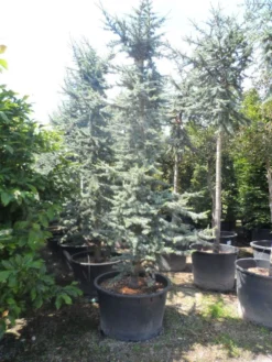 Atlasceder (Cedrus Libani 'Glauca') -Planten Verkoopwinkel cedrus libani glauca 350 400 c240 1