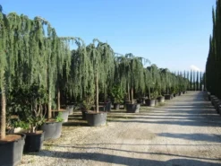 Treurceder Als Boom (Cedrus Libani 'Glauca Pendula') -Planten Verkoopwinkel cedrus libani glauca pendula 2 1