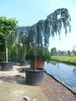 Treurceder Als Boom (Cedrus Libani 'Glauca Pendula') -Planten Verkoopwinkel cedrus libani glauca pendula 35 40ho c1000 1