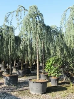Treurceder Als Boom (Cedrus Libani 'Glauca Pendula') -Planten Verkoopwinkel cedrus libani glauca pendula 3 1 1