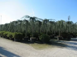 Treurceder Als Boom (Cedrus Libani 'Glauca Pendula') -Planten Verkoopwinkel cedrus libani glauca pendula 4