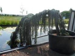 Treurceder Als Boom (Cedrus Libani 'Glauca Pendula') -Planten Verkoopwinkel cedrus libani glauca pendula halfstam c1000 solitair 1