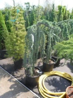 Treurceder Als Boom (Cedrus Libani 'Glauca Pendula') -Planten Verkoopwinkel cedrus libani glauca pendula halfstam c35 1 1