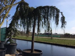 Treurceder Als Boom (Cedrus Libani 'Glauca Pendula') -Planten Verkoopwinkel cedrus libani glauca pendula hoogstam solt 1