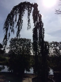 Treurceder Als Boom (Cedrus Libani 'Glauca Pendula') -Planten Verkoopwinkel cedrus libanica glauca pendula solitair geveerd 1