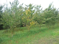 Katsoera Als Struik (Cercidiphyllum Japonicum) -Planten Verkoopwinkel cercidiphyllum jap 300 400