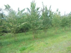 Katsoera Als Struik (Cercidiphyllum Japonicum) -Planten Verkoopwinkel cercidiphyllum jap 300 400 1