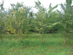 Katsoera Als Struik (Cercidiphyllum Japonicum) -Planten Verkoopwinkel cercidiphyllum jap 300 400 2