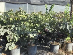 Judasboom Als Struik (Cercis Canadensis 'Forest Pansy') -Planten Verkoopwinkel cercis canadensis forest pansy 100 125 cm