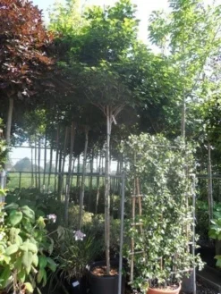 Chinese Judasboom (Cercis Chinensis 'Avondale') -Planten Verkoopwinkel cercis chinensis avondale 10 12 14ho cont