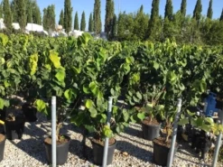 Chinese Judasboom (Cercis Chinensis 'Avondale') -Planten Verkoopwinkel cercis chinensis avondale 100 125 c18 1