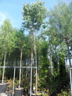 Judasboom (Cercis Siliquastrum) -Planten Verkoopwinkel cercis siliquastrum 18 20ho cont