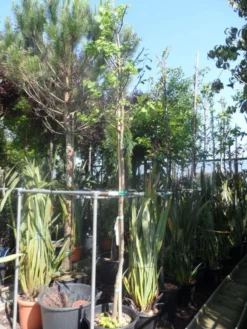 Judasboom (Cercis Siliquastrum) -Planten Verkoopwinkel cercis siliquastrum alba 10 12ho cont